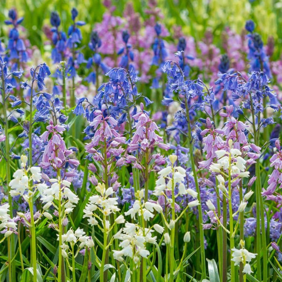 * Van Zyverden Spanish Blue Bells Bulbs Mixed Colors (Set Of 25)