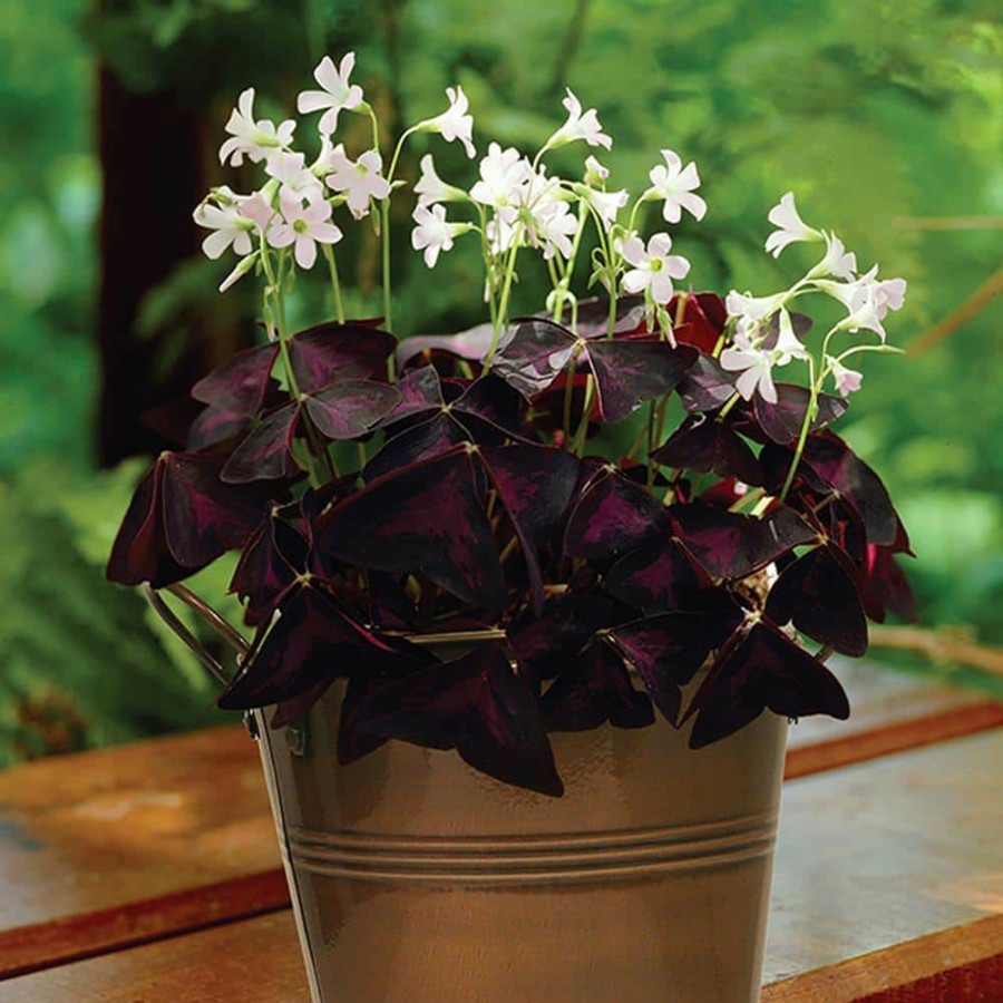* Van Zyverden Oxalis Bulbs Kit With Artisan Decorative Planter (6-Pack)