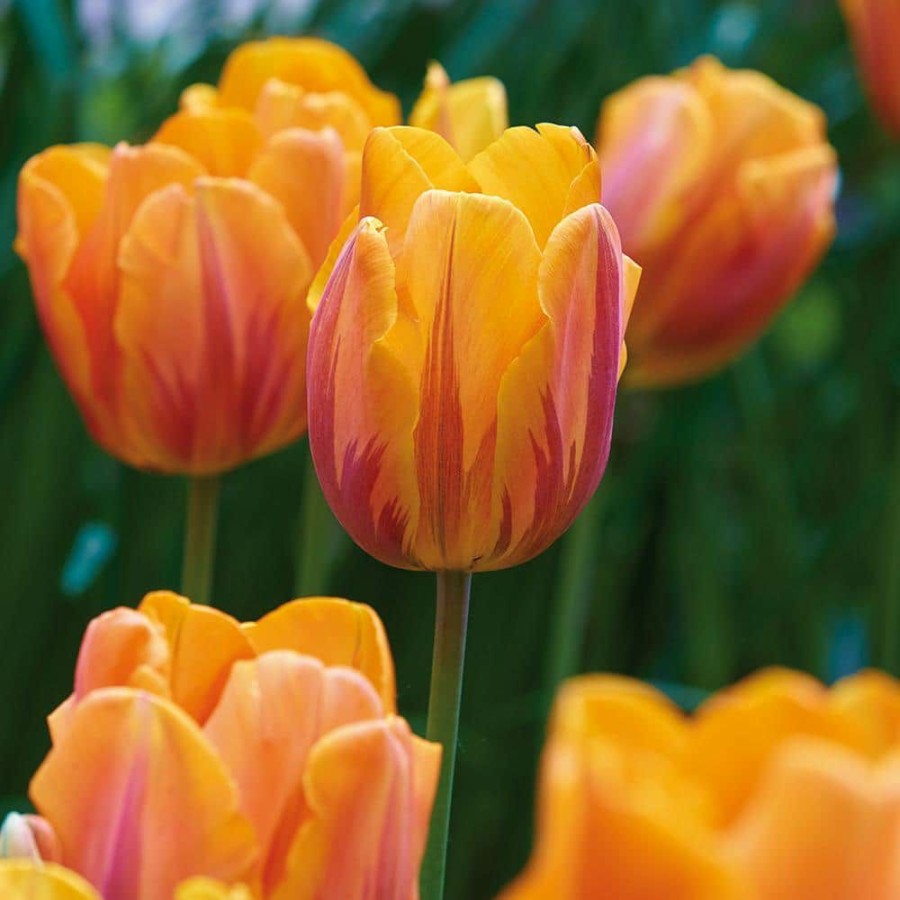 * Van Zyverden Tulips Bulbs Princess Irene (Set Of 12)
