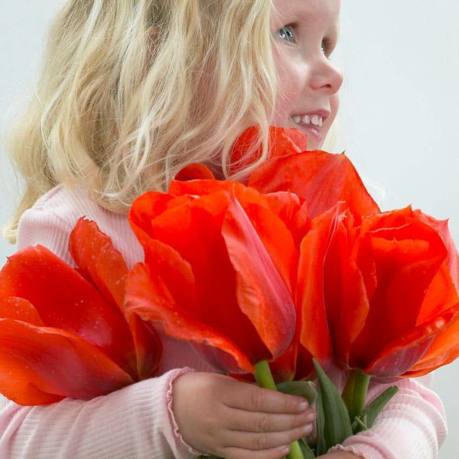 * Van Zyverden Tulips Bulbs Casa Grande (Set Of 12)