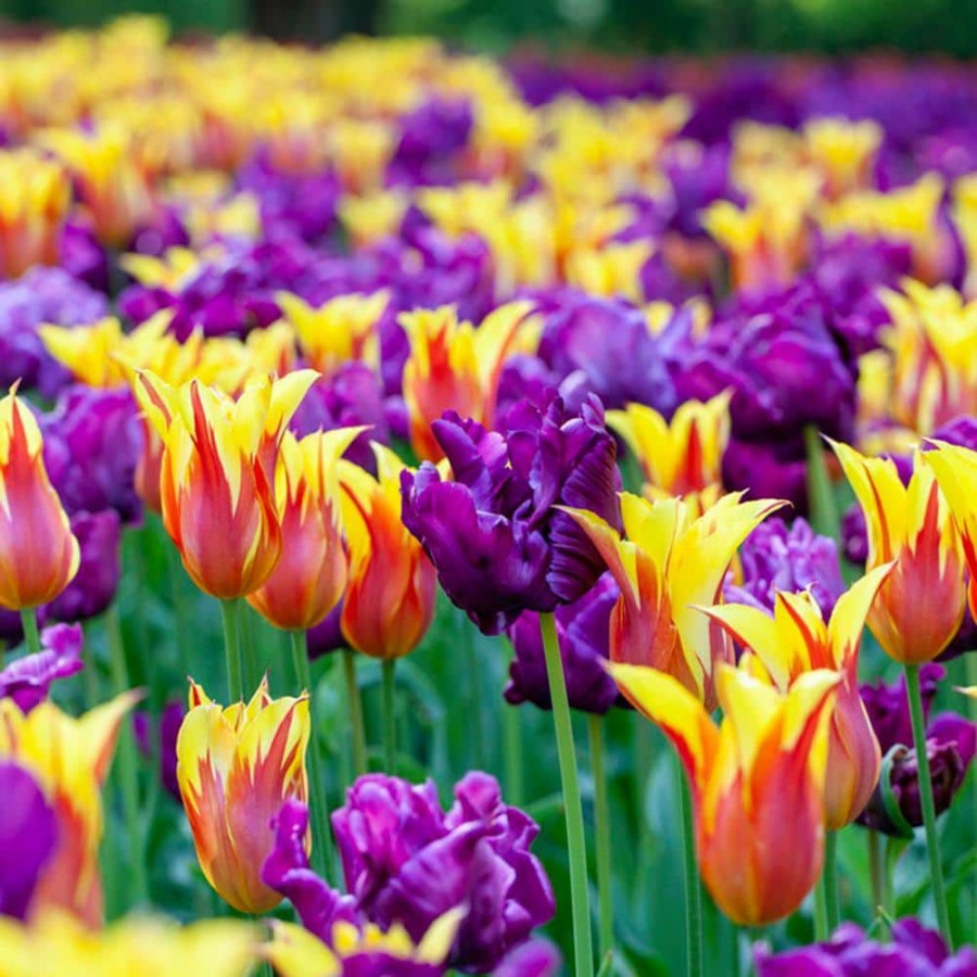 * Van Zyverden Tulips Carnival Blend Bulbs (Set Of 15)