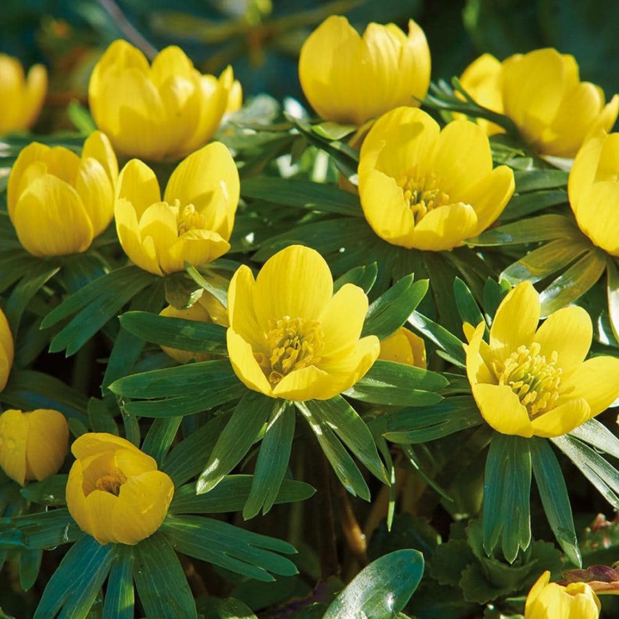 * Van Zyverden Eranthis Bulbs Winter Aconite (Set Of 50)