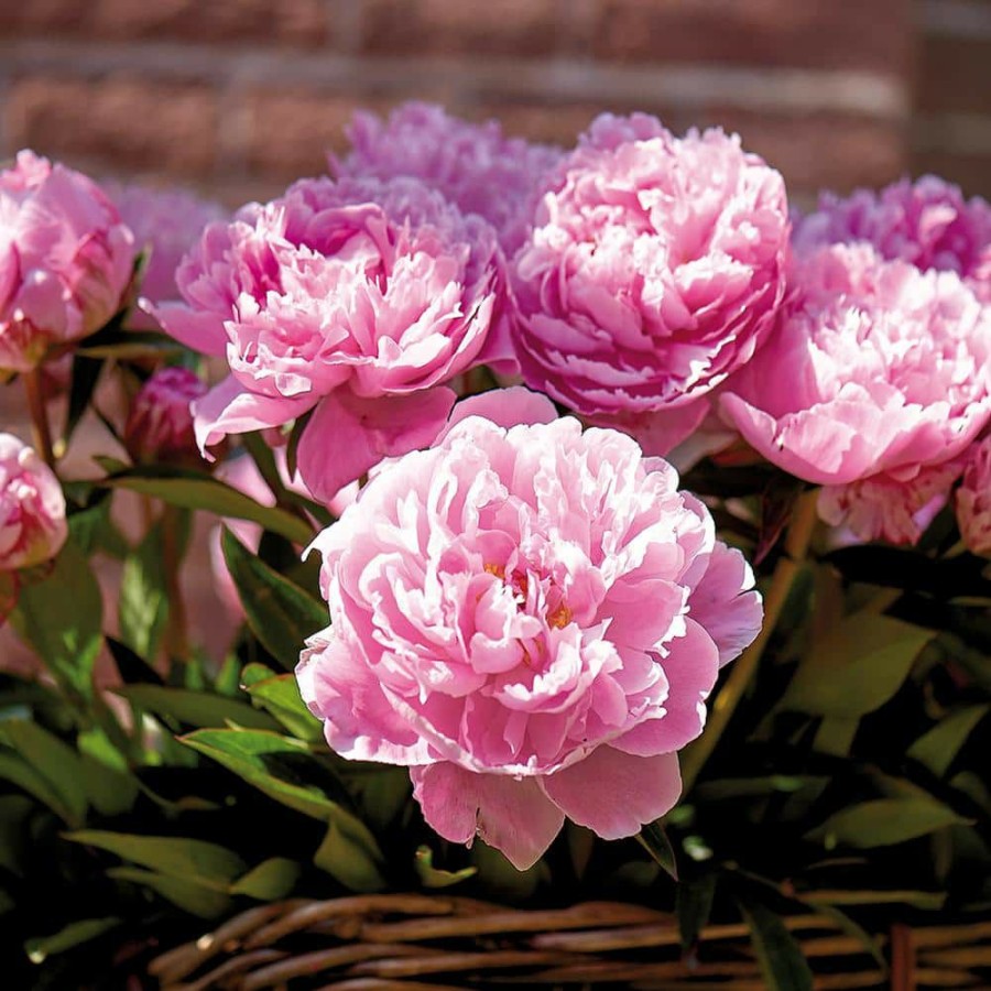 * Van Zyverden Peonies Bulbs Sarah Bernhardt (Set Of 5 Roots)