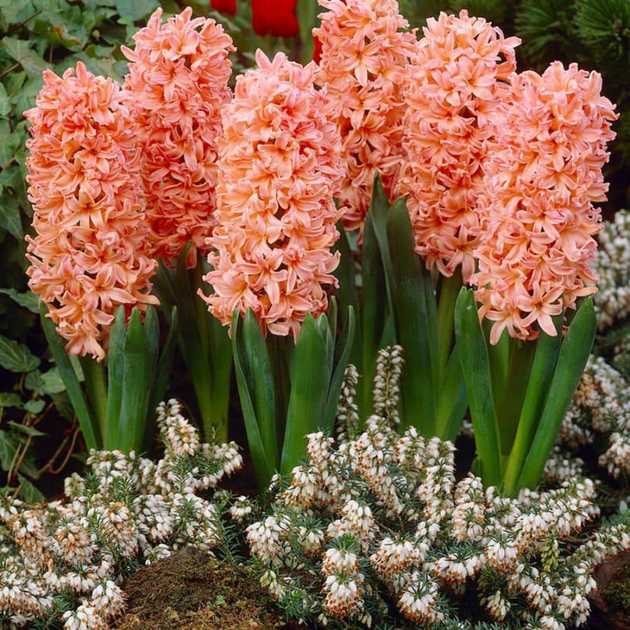 * Van Zyverden Hyacinths Gipsy Queen Set Of 10 Bulbs