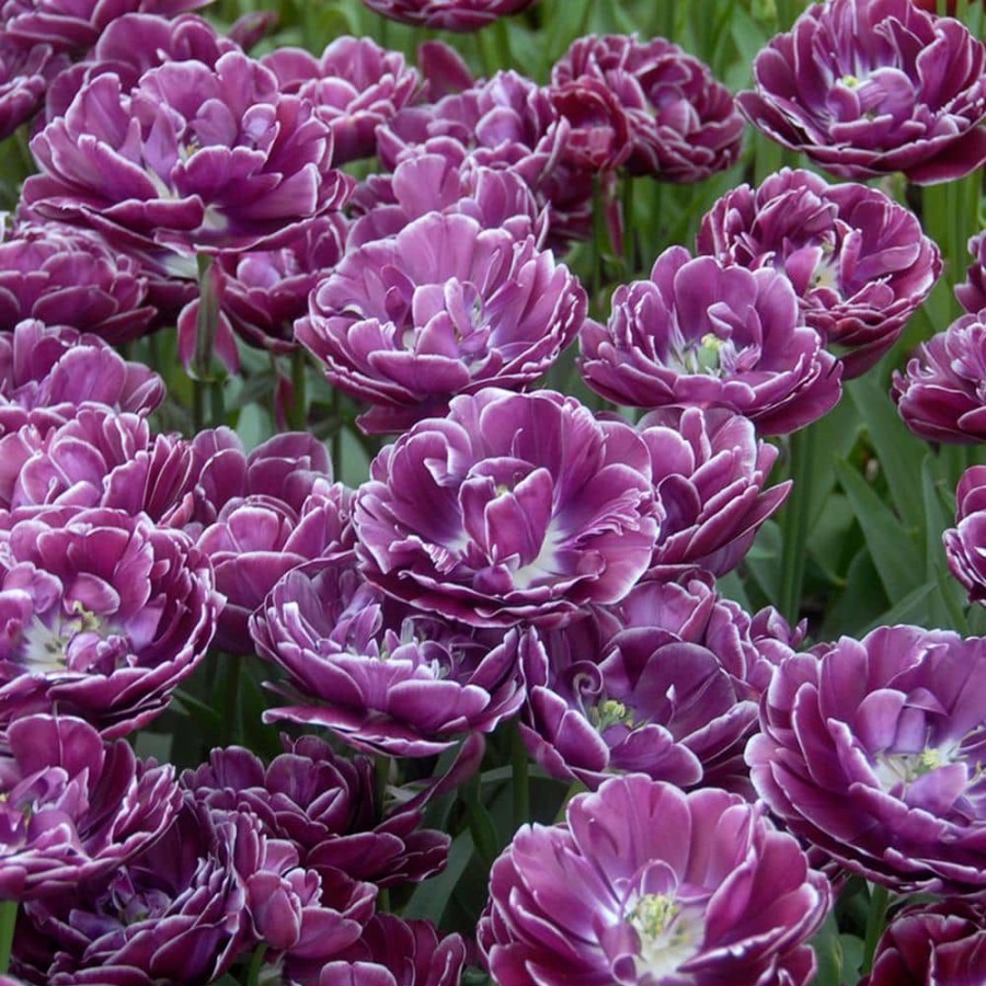 * Van Zyverden Tulips Bulbs Dream Touch (Set Of 12)