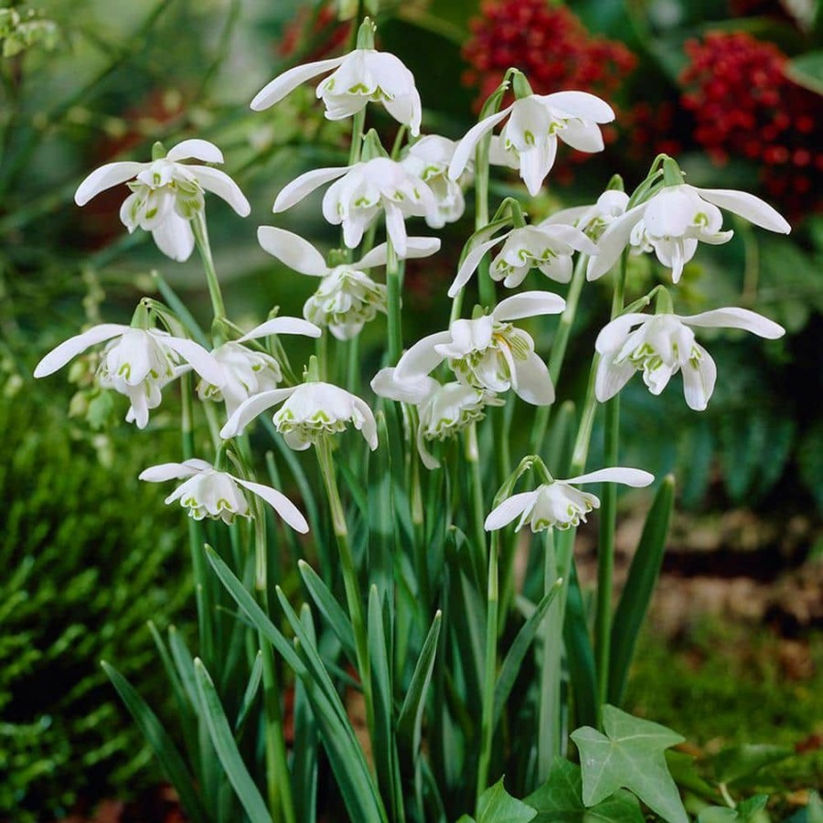 * Van Zyverden Galanthus Bulbs Snowdrops (Set Of 25)