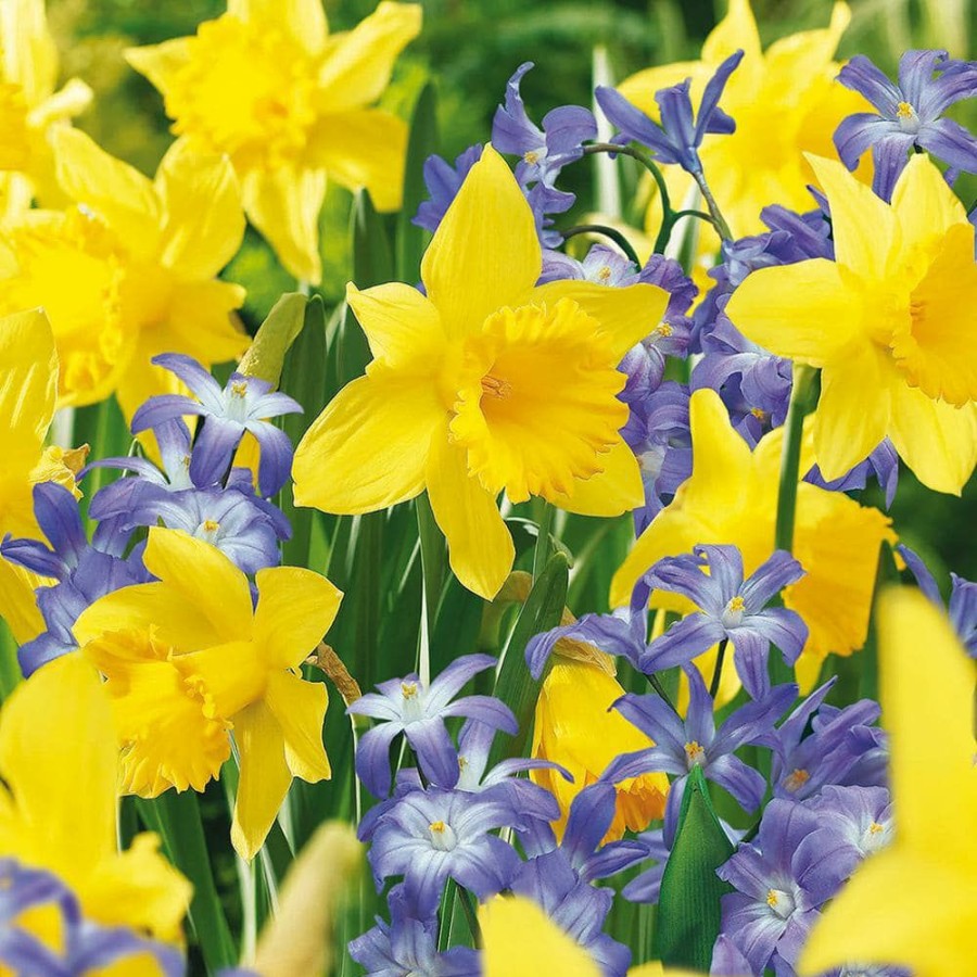 * Van Zyverden Deer Resistant Bulb Garden (Set Of 50)
