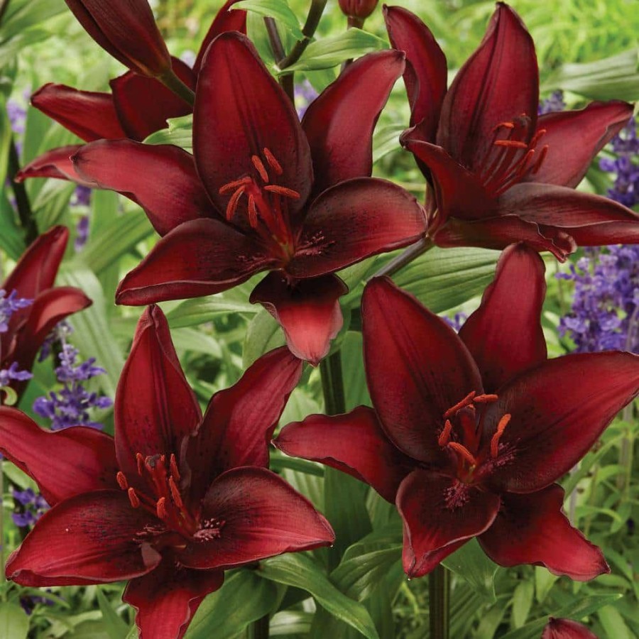 * Van Zyverden Lilies Black List Set Of 8 Bulbs
