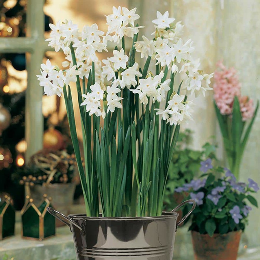 * Van Zyverden Paperwhite Bulbs Kit With Artisan Decorative Planter (4-Pack)