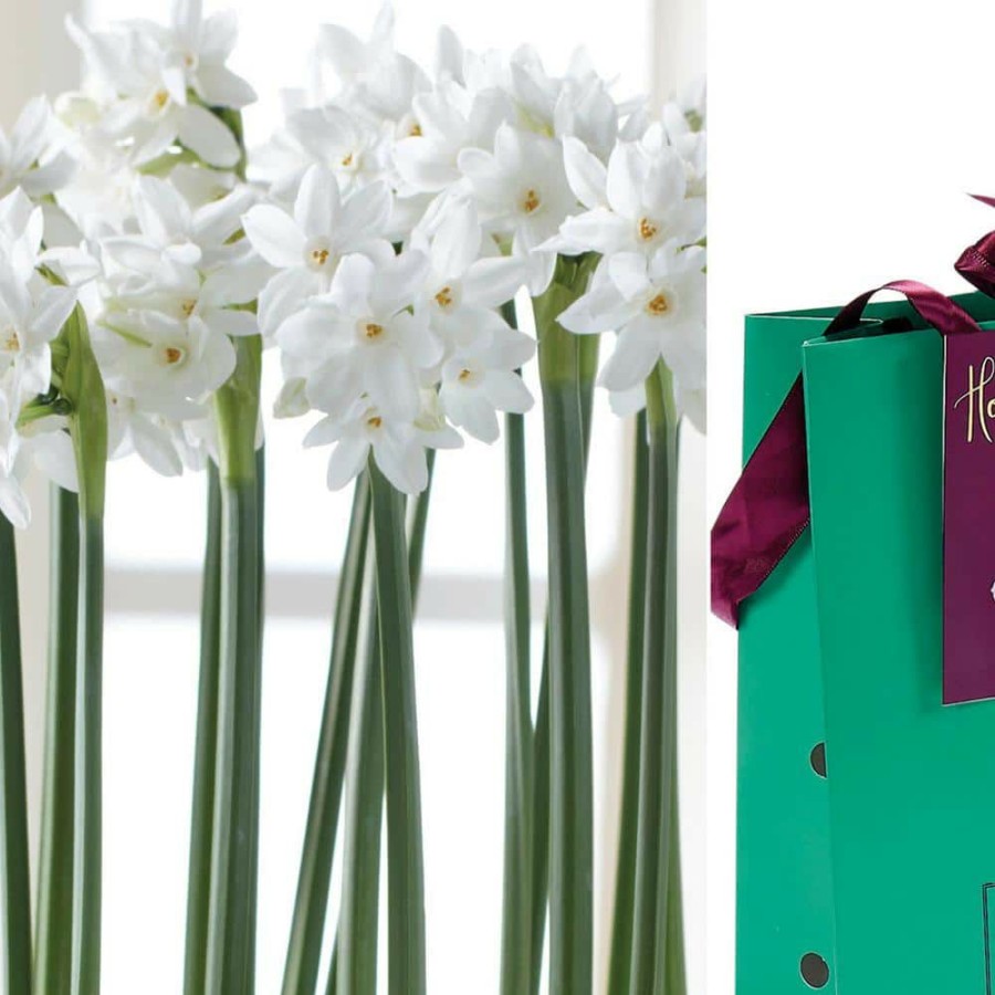 * Van Zyverden Paperwhite Bulb In Emerald Gift Bag (6-Bulbs)