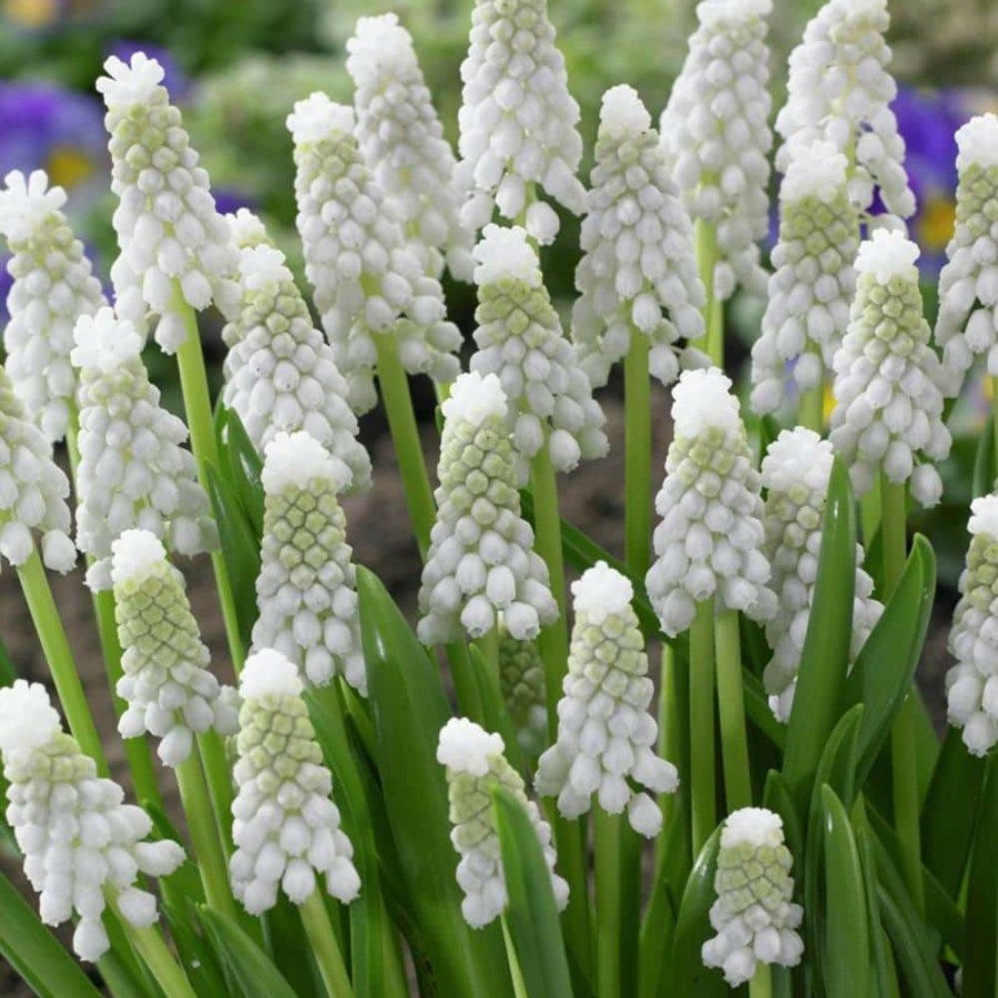 * Van Zyverden Muscari Siberian Tiger Set Of 25 Bulbs