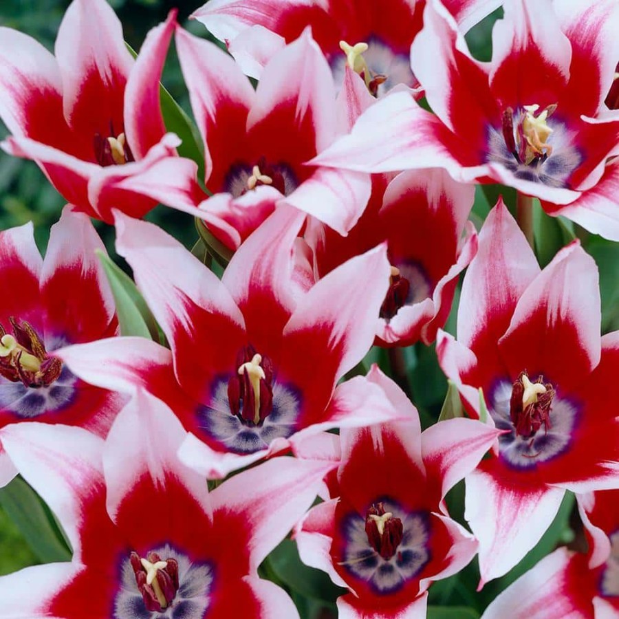 * Van Zyverden Tulips Bulbs Akita (Set Of 12)