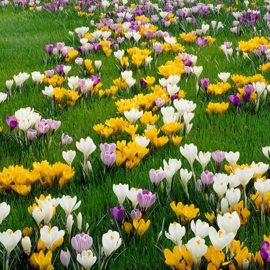 * Van Zyverden Crocus Bulbs Large Flowering Blend (Set Of 100)