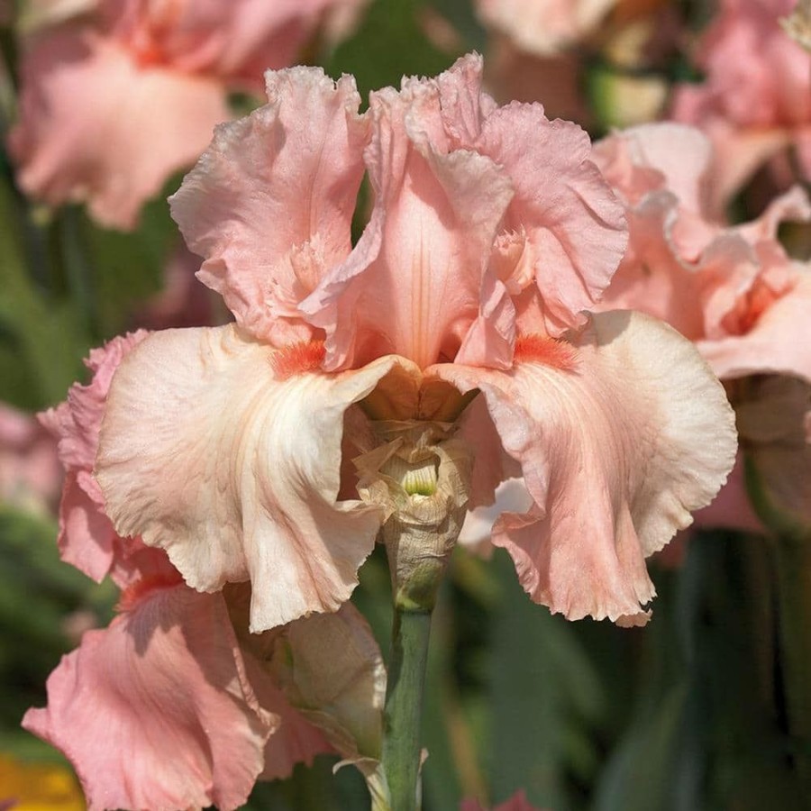* Van Zyverden Bearded Iris Bulbs Pink Attraction (Set Of 3 Roots)