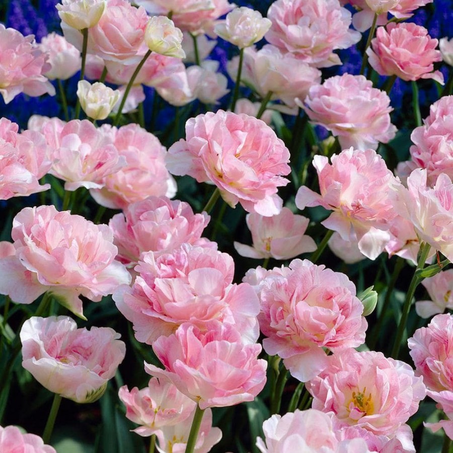 * Van Zyverden Tulips Bulbs Angelique (Set Of 12)