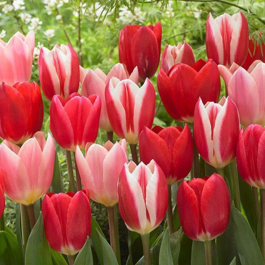 * Van Zyverden Tulips Bulbs Candy Striper Blend (Set Of 15)