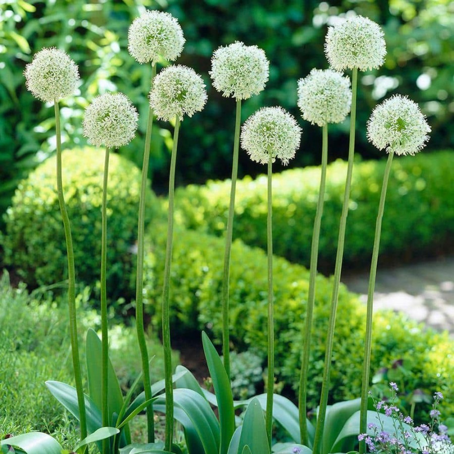 * Van Zyverden Allium Bulbs Mount Everest (Set Of 5)