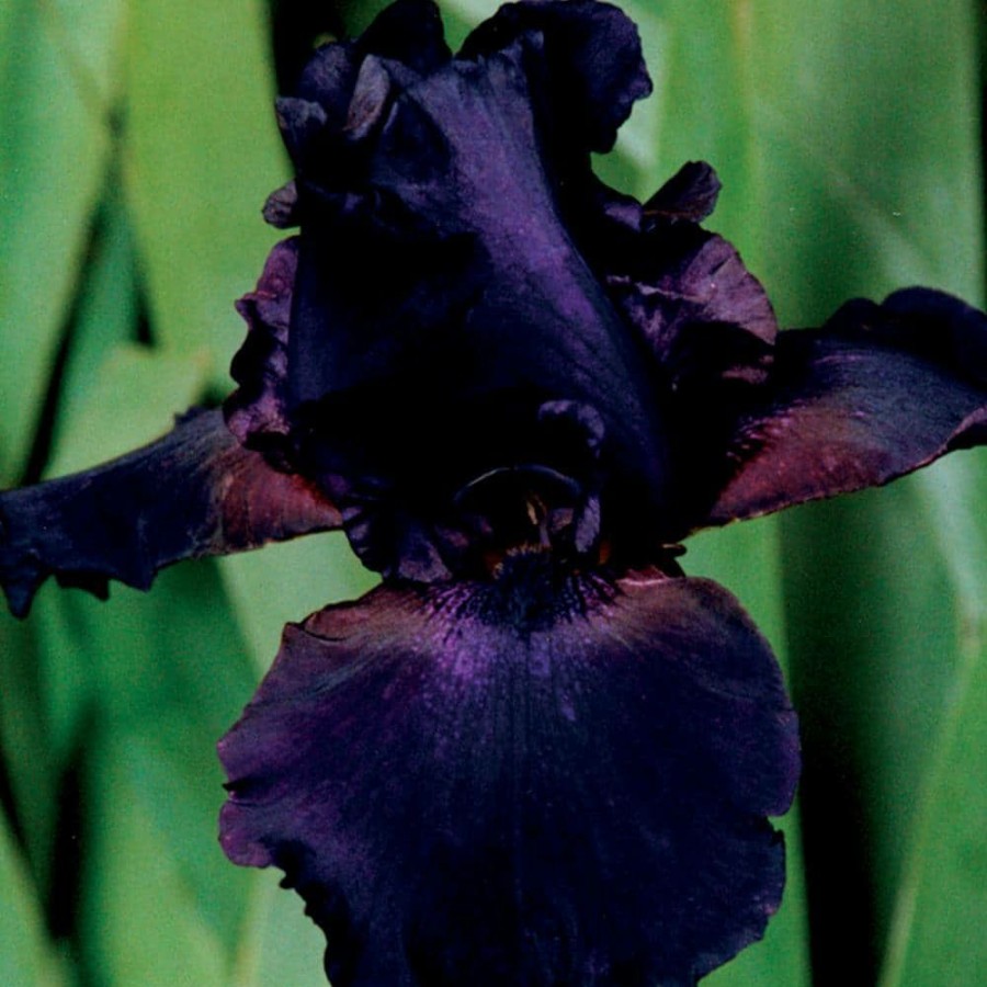 * Van Zyverden Bearded Iris Bulbs Superstition (Set Of 3 Roots)