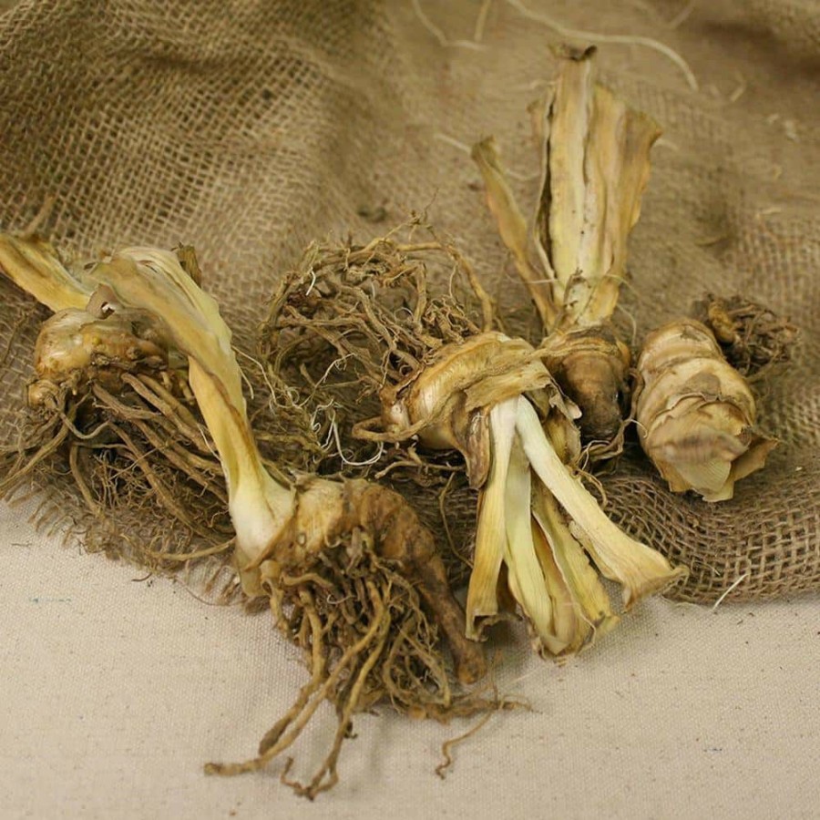 * Van Zyverden Bearded Iris Bulbs Superstition (Set Of 3 Roots)