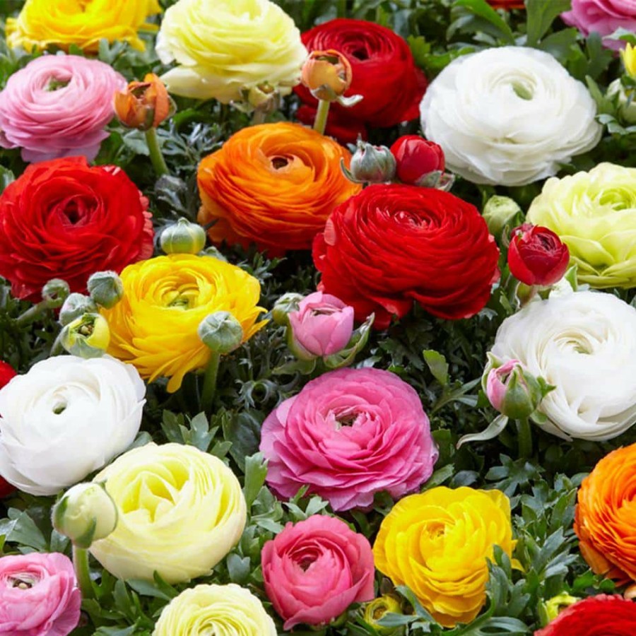 * Van Zyverden Butter Cups Ranunculus Double Blooming Mixed Bulbs (75-Pack)