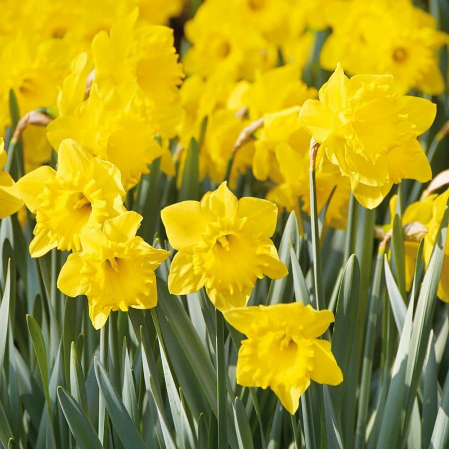 * Van Zyverden Daffodils Bulbs Dutch Master (Set Of 100)