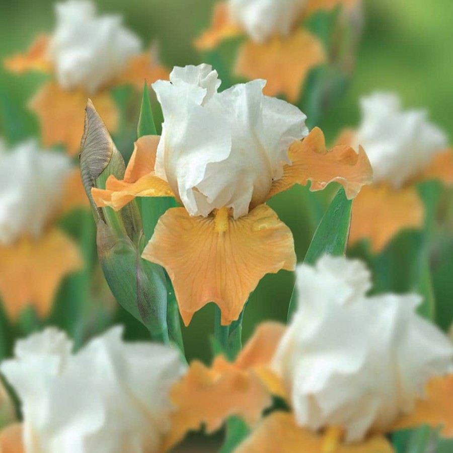 * Van Zyverden Bearded Iris Bulbs Champagne Elegance (Set Of 3 Roots)
