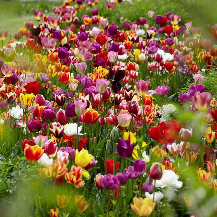 * Van Zyverden Tulips Economy Medley Of Varieties Bulbs (25-Pack)