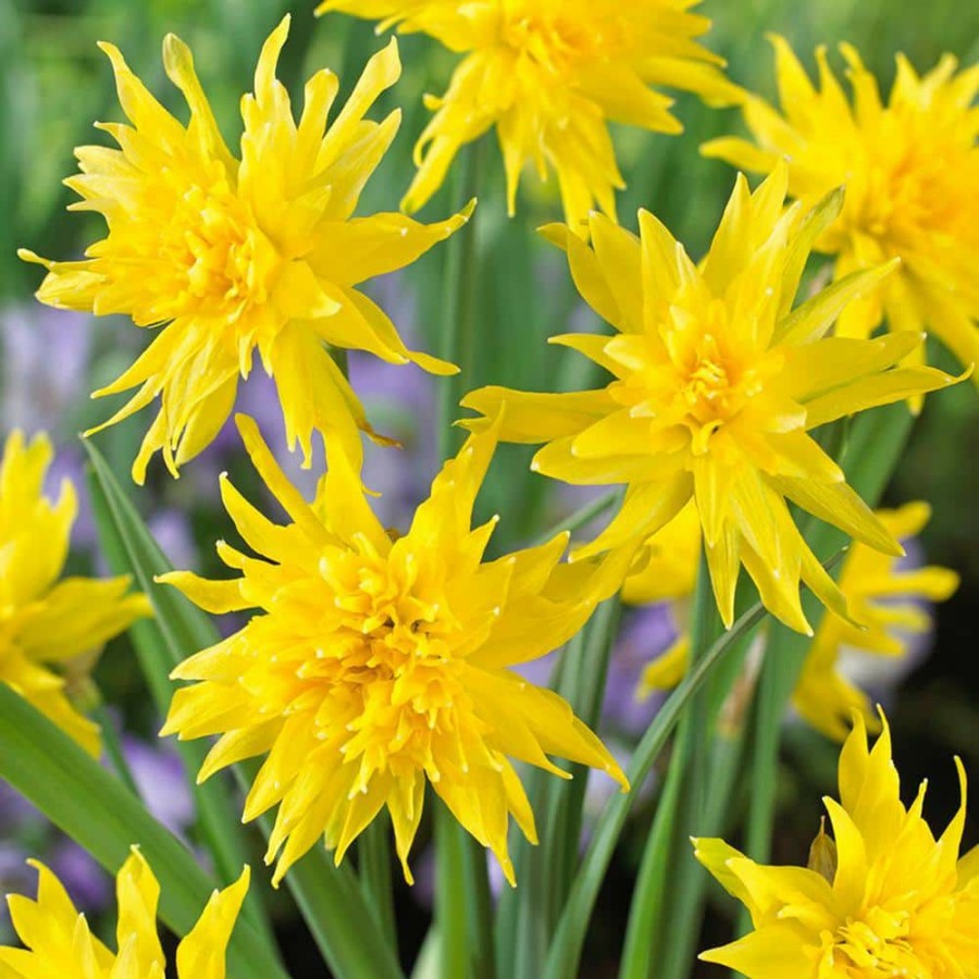 * Van Zyverden Daffodils Bulbs Rip Van Winkle (Set Of 12)
