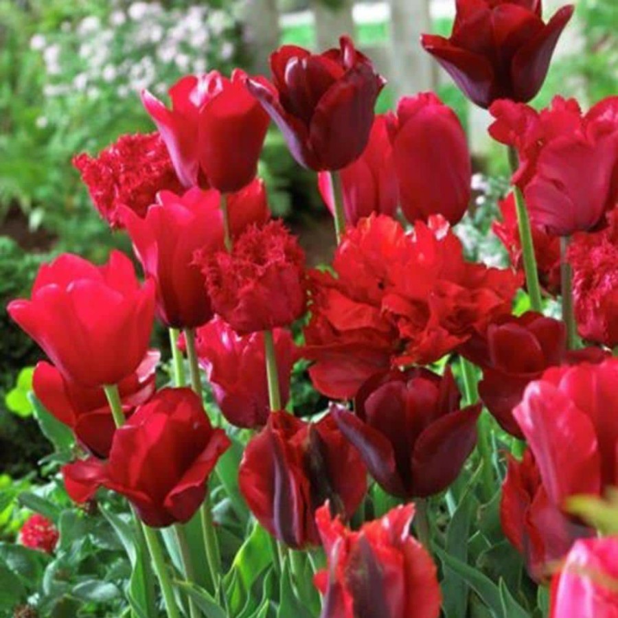 * Van Zyverden Red Tulips Non-Stop Red Blend Bulbs (25-Pack)