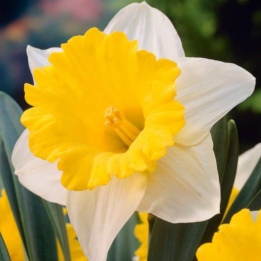 * Van Zyverden Daffodils Bulbs Goblet (Set Of 12)