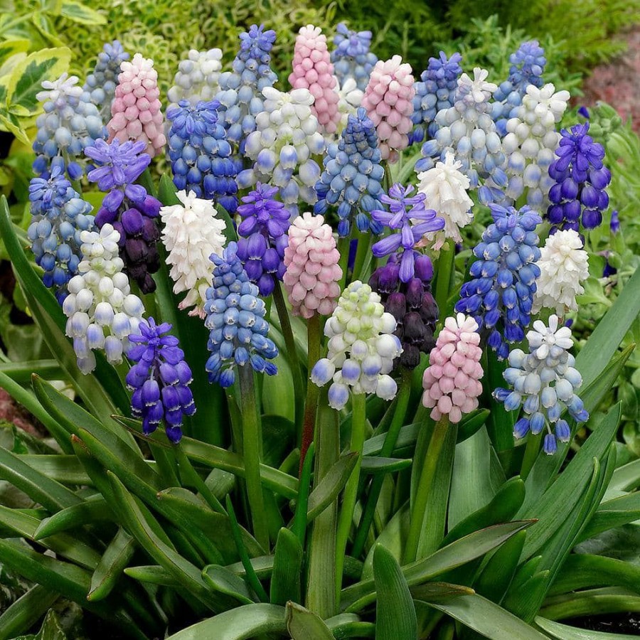 * Van Zyverden Muscari Cottage Blend Bulbs (25-Pack)