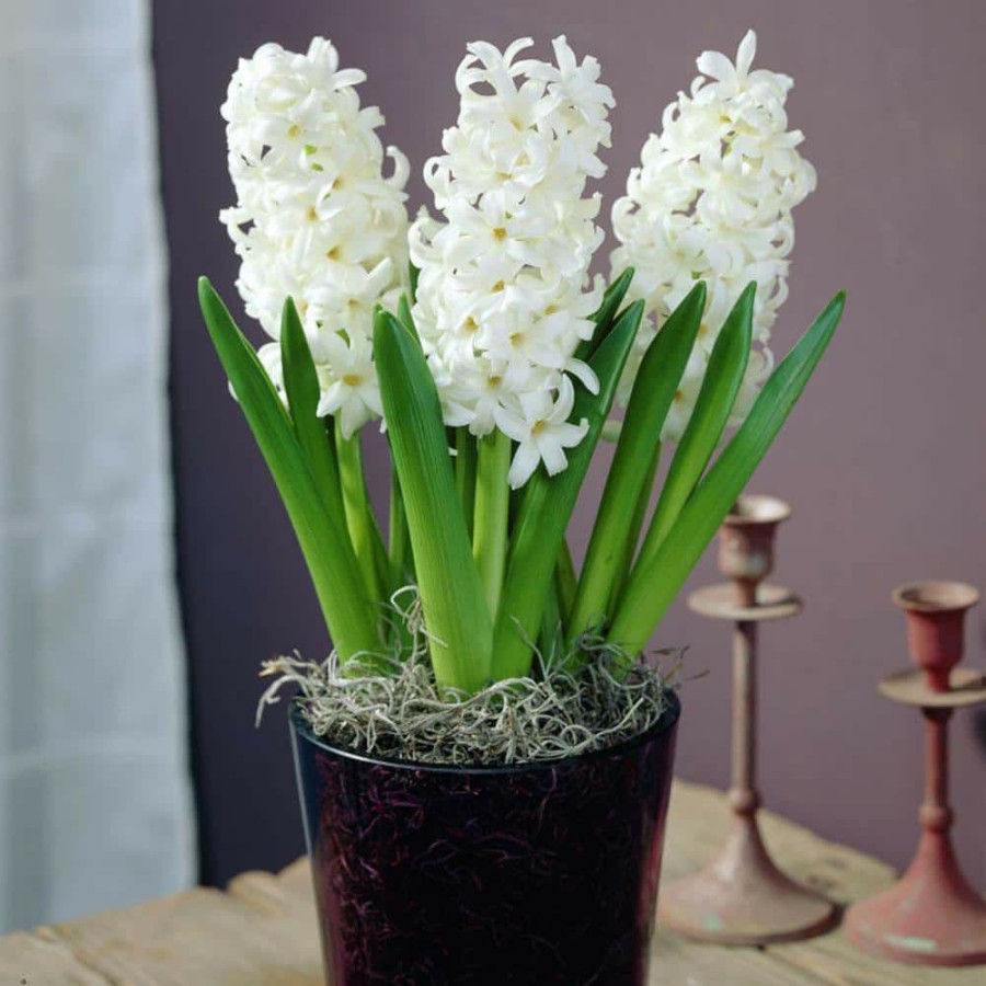 * Van Zyverden Prepared Hyacinths For Indoor Forcing Carnegie (Set Of 5 Bulbs)