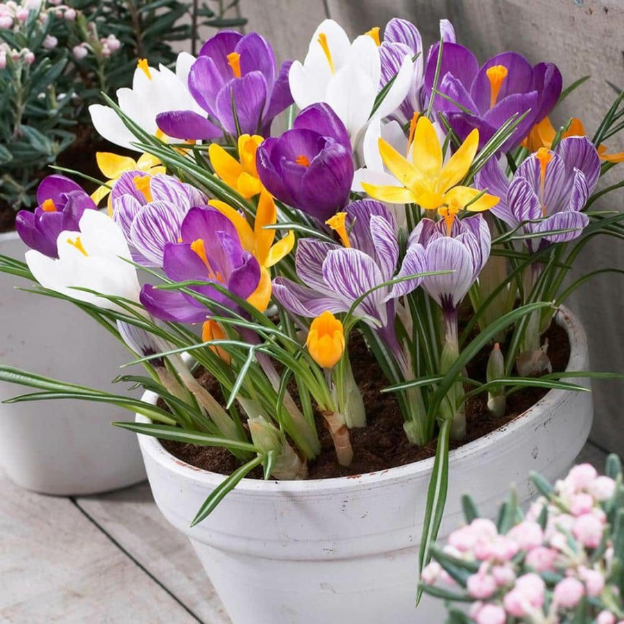 * Van Zyverden Crocus Bulbs Large Flowering Blend For Containers (Set Of 25)