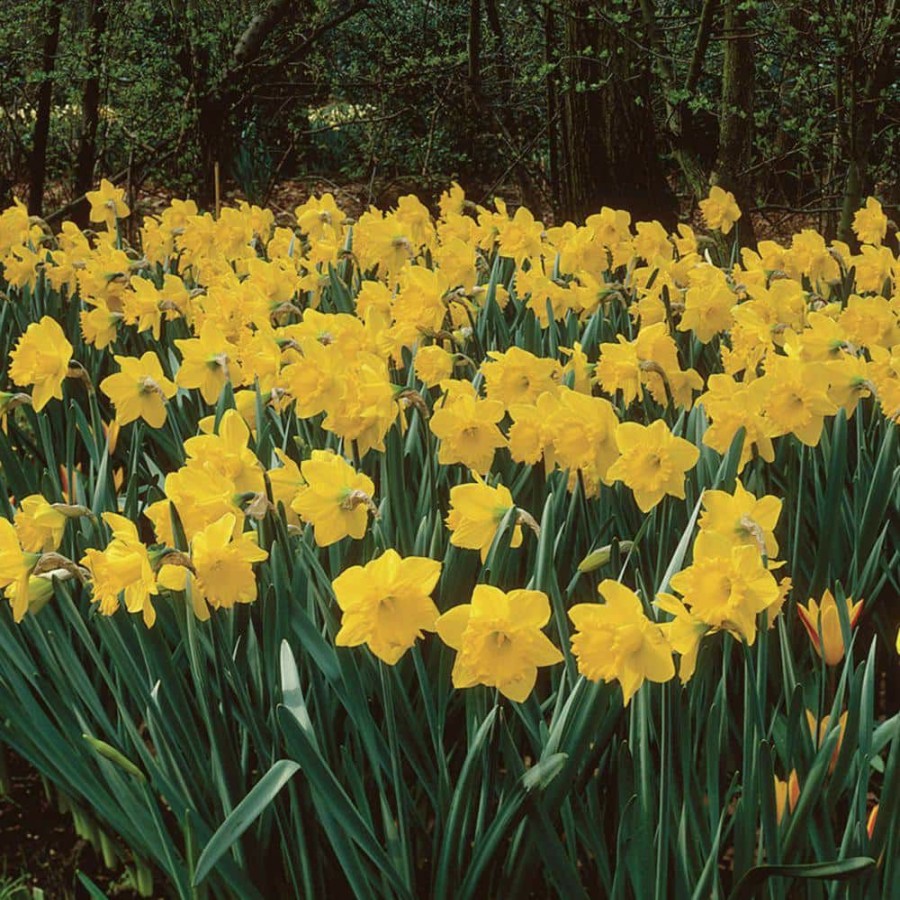 * Van Zyverden Daffodils Classic Improved King Alfred Type (Set Of 25 Bulbs)