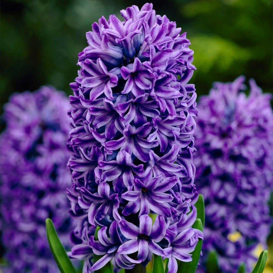 * Van Zyverden Hyacinths Atlantic Set Of 10 Bulbs