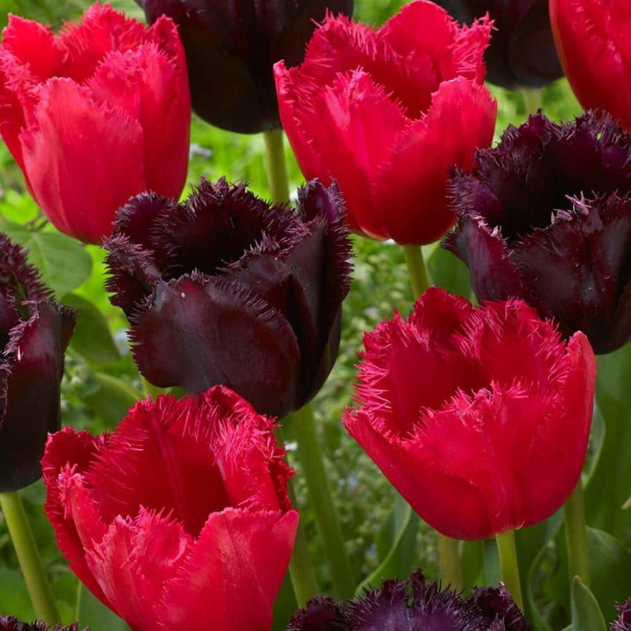 * Van Zyverden Tulips Bulbs Havana Nights Blend (Set Of 15)