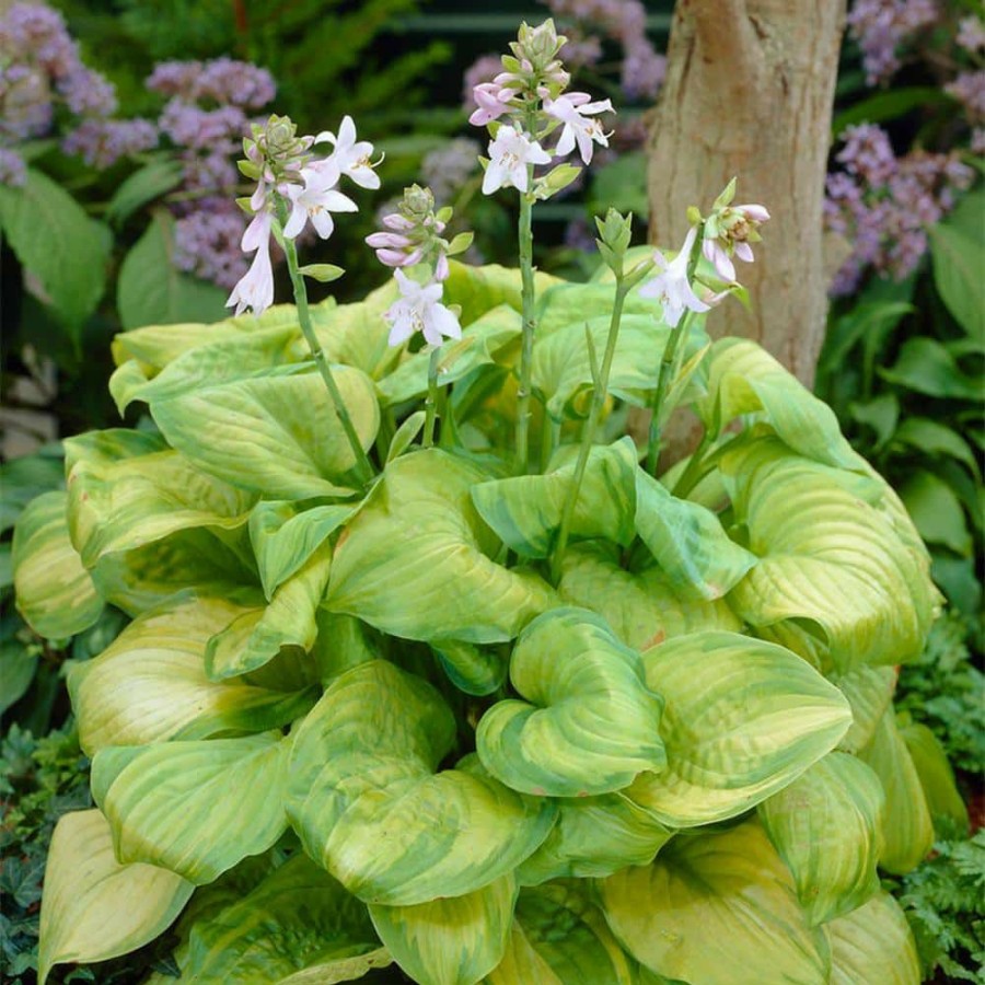 * Van Zyverden Hosta Guacamole Bulbs (3-Pack)