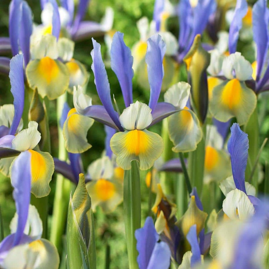 * Van Zyverden Dutch Iris Bulbs Miss Saigon (Set Of 25)