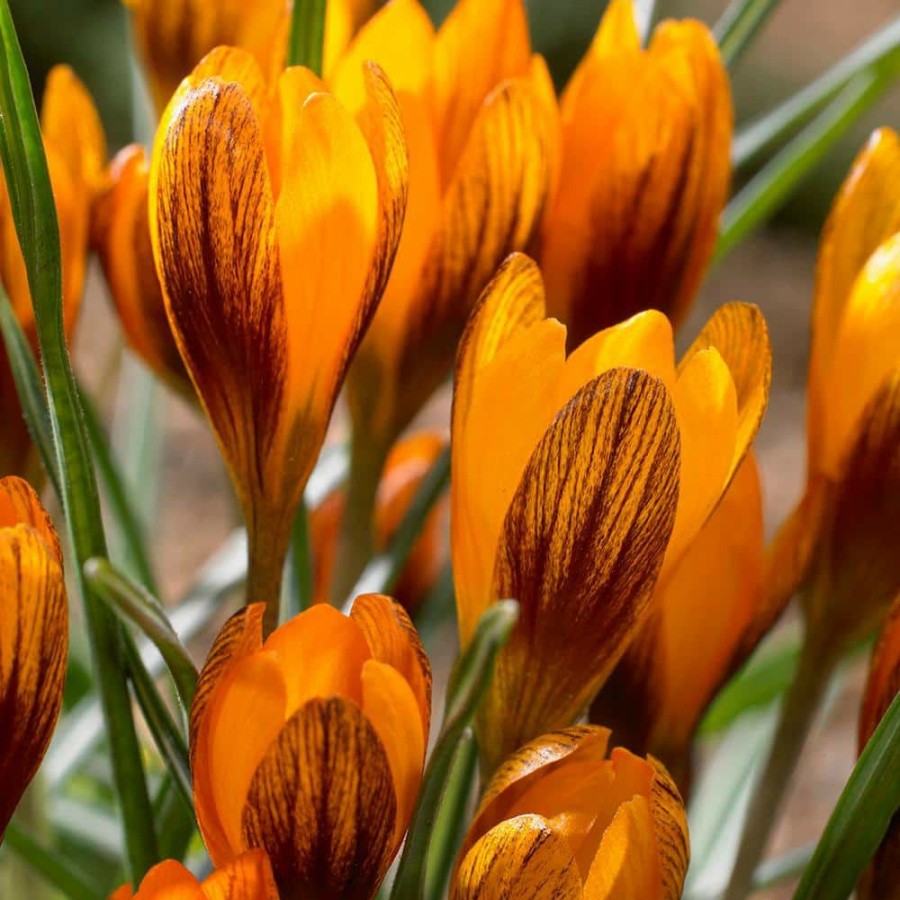 * Van Zyverden Crocus Bulbs Orange Monarch (Set Of 25)