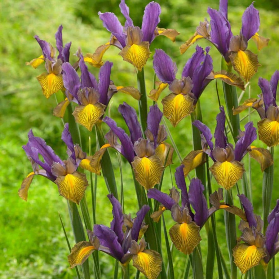 * Van Zyverden Dutch Iris Picasso Set Of 25 Bulbs