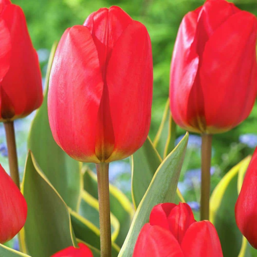 * Van Zyverden Tulips Voyager Set Of 12 Bulbs