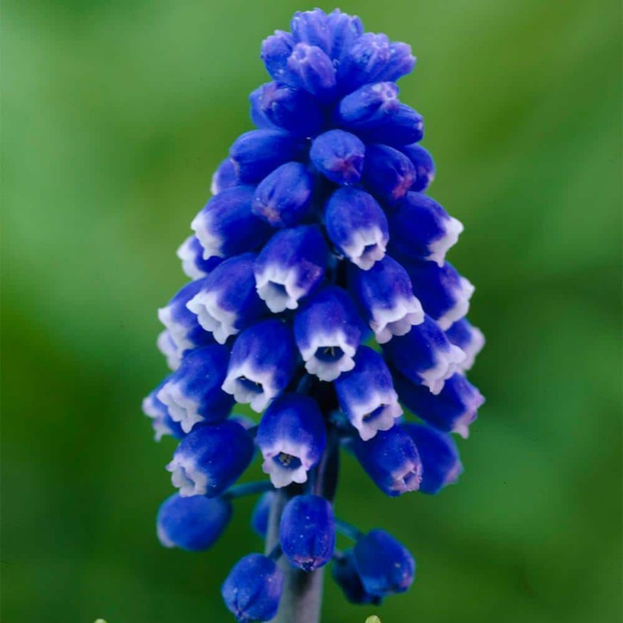 * Van Zyverden Muscari Dark Eyes Set Of 25 Bulbs