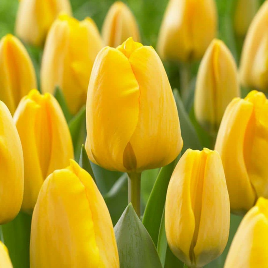 * Van Zyverden Tulips Golden Apeldoorn Set Of 12 Bulbs