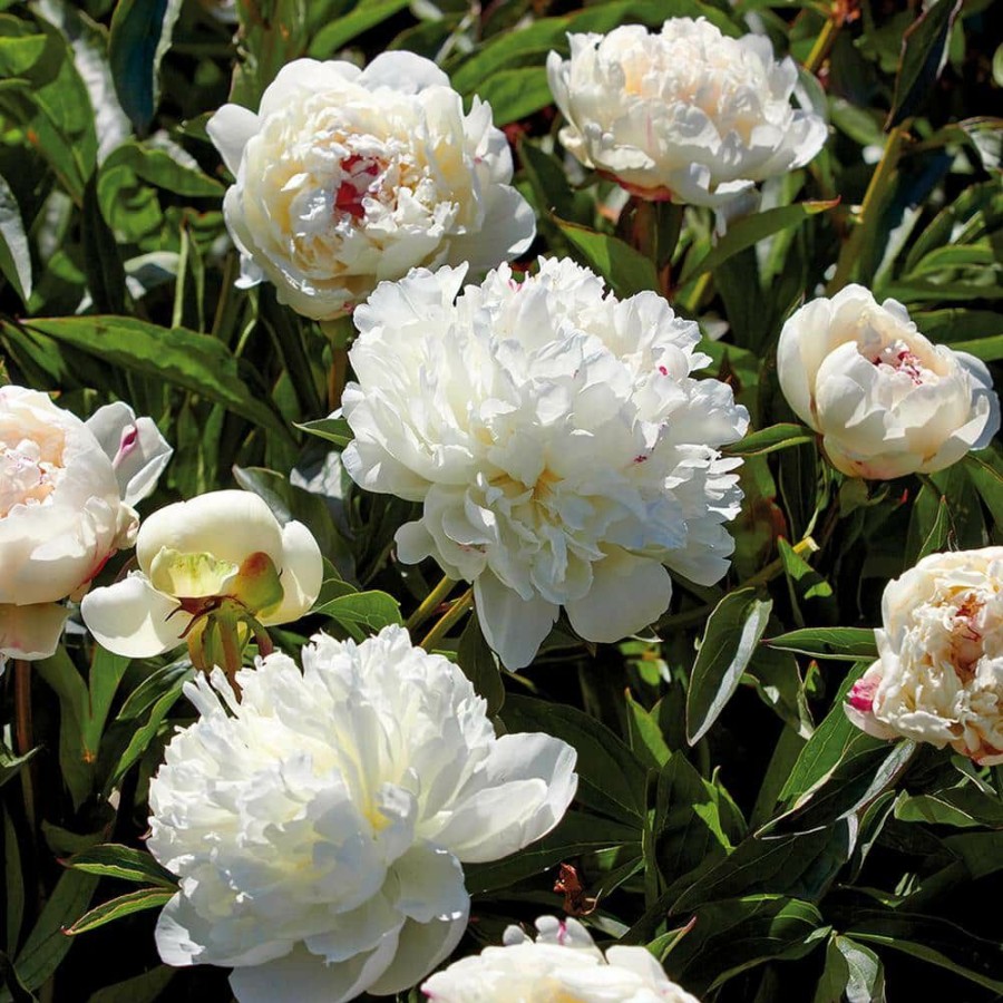 * Van Zyverden Peonies Bulbs Festiva Maxima (Set Of 3 Roots)