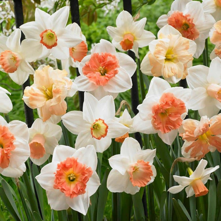 * Van Zyverden Daffodils Bulbs Pink Mixture (Set Of 15)