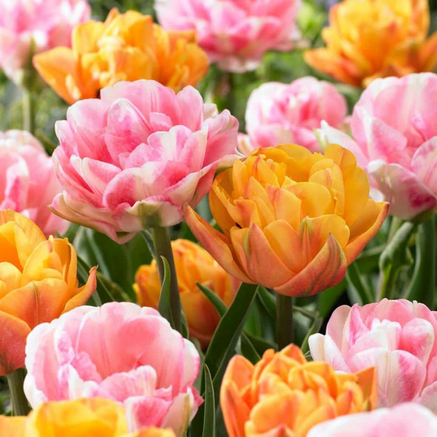 * Van Zyverden Tulips Double Blossom Blend Bulbs (15-Pack)