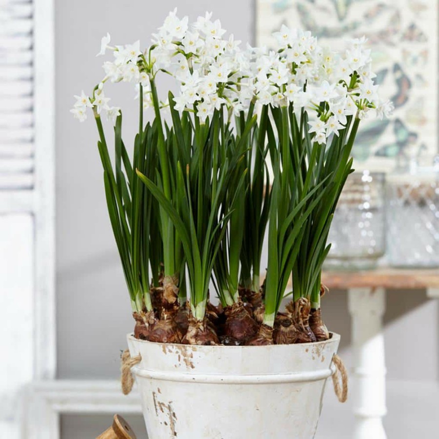 * Van Zyverden Paperwhites Bulbs (25-Pack)
