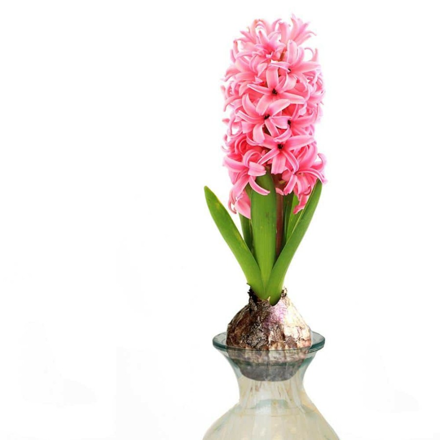 * Van Zyverden Pink Hyacinth Kit With Clear Artisan Glass