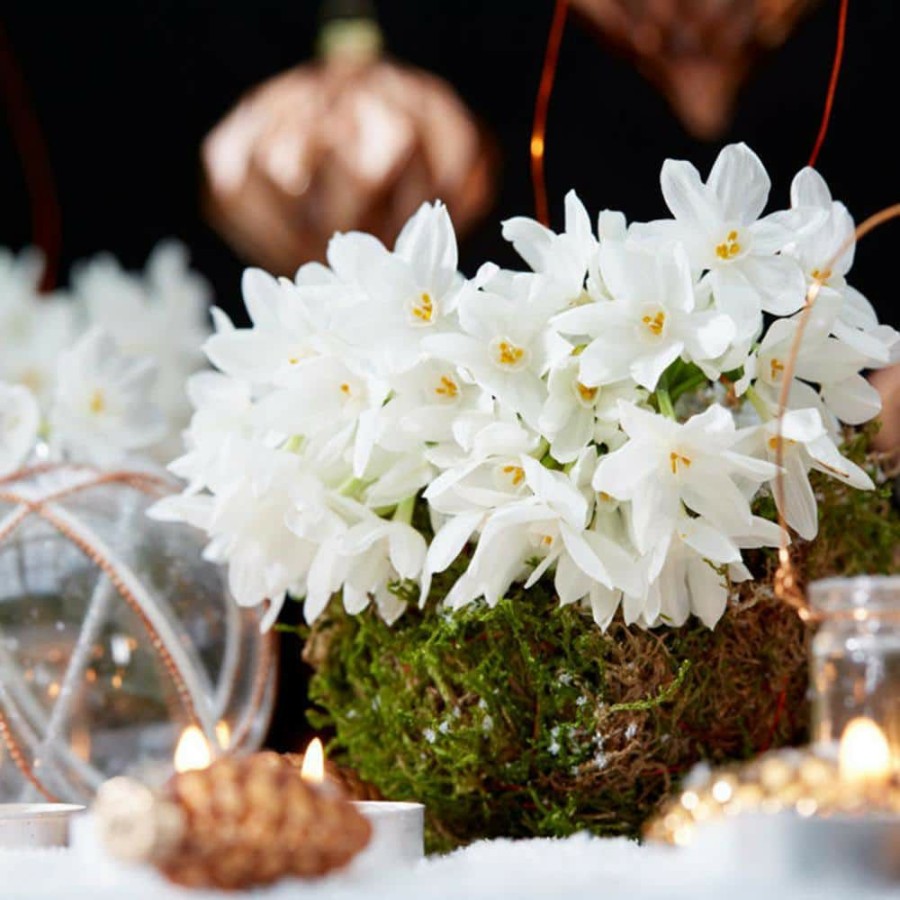 * Van Zyverden Low Scent Giant Christmas Daffodils Paperwhites (Set Of 15 Mammoth Bulbs)