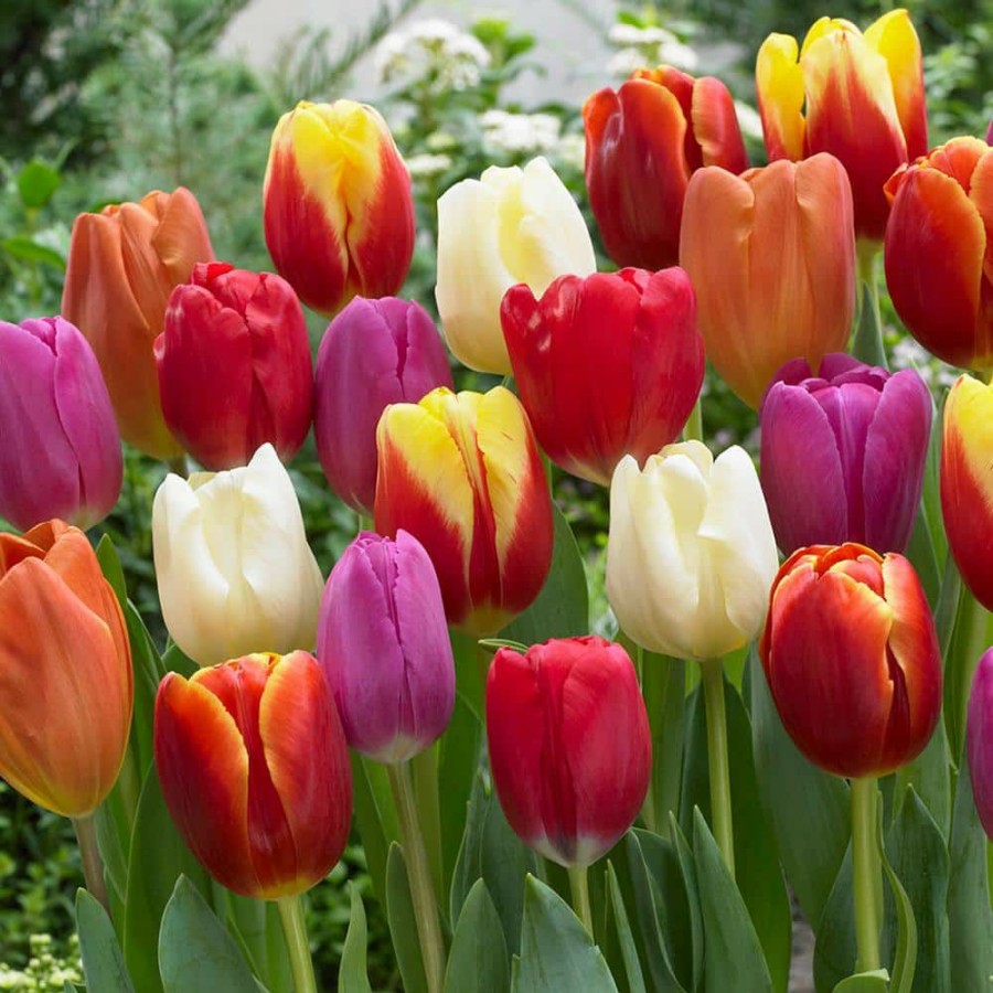 * Van Zyverden Tulips Bulbs Triumph Mixture (Set Of 50)